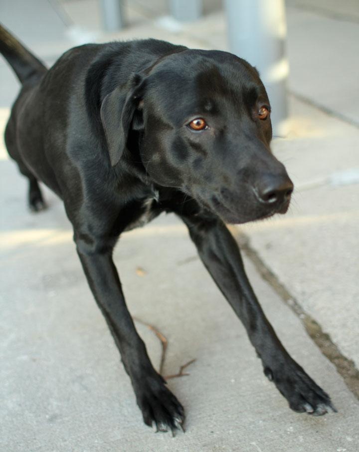 black labrador golden retriever mix gallery for gt black lab retriever mix black labrador golden retriever mix gallery for gt black lab retriever mix