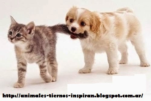 Animales Tiernos Inspiran: Animales muy tiernos