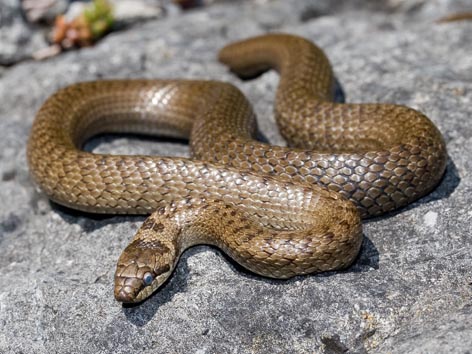 Natur Und Leben Carl Gibsons Blog Eidechsen In