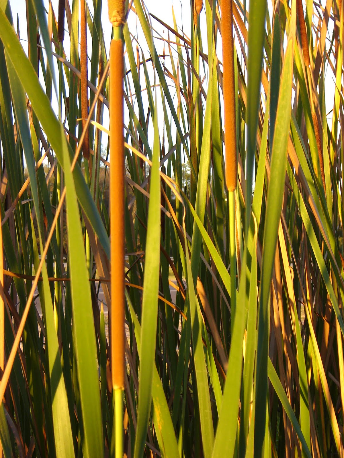 Flora de pichilemu, vi región v e r d e c h a c o: Totora / Espadaña