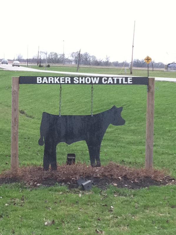 Trausch Farms Barker Show Cattle Sidney Ohio