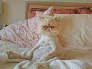 . game of when the Parliament will be dissolved, I would like to go sulk . (grumpy cat)