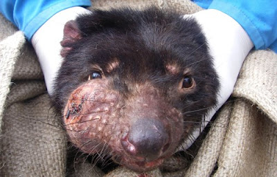 Ung thư mặt ở loài thú mặt quỷ Tasmanian