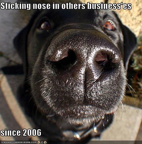 funny dog pictures - Sticking nose in other's business since 2006 funny dog pictures - Sticking nose in others business'es since 2006