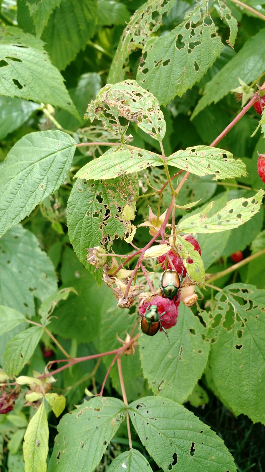 Japanese beetle on hazelnut plants Riverbend Hazelnuts