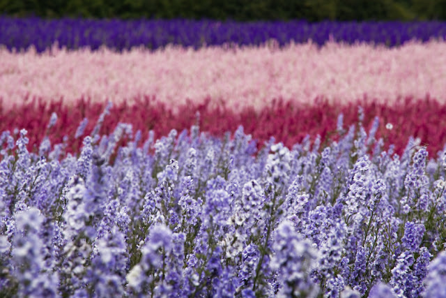 Stunning view of vibrant flowers stretching into the distance www.martynferryphotography.com