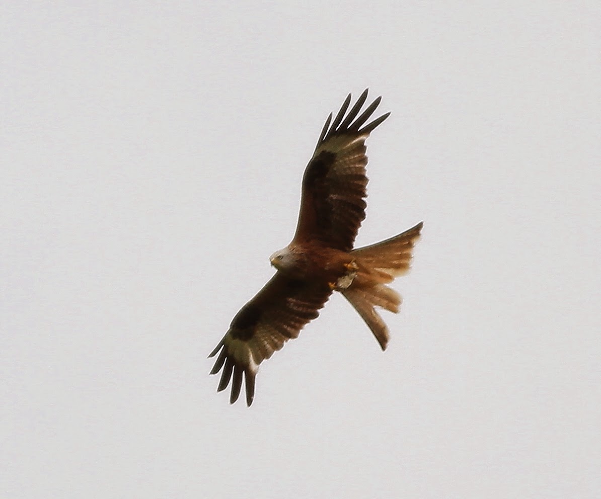 Birding Poole Harbour & Beyond 16 June 14 Photospot4 Red & Black Kites
