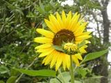 sunflower joy