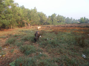 Cows grazing in the abandoned rice fields of Barkur Village.