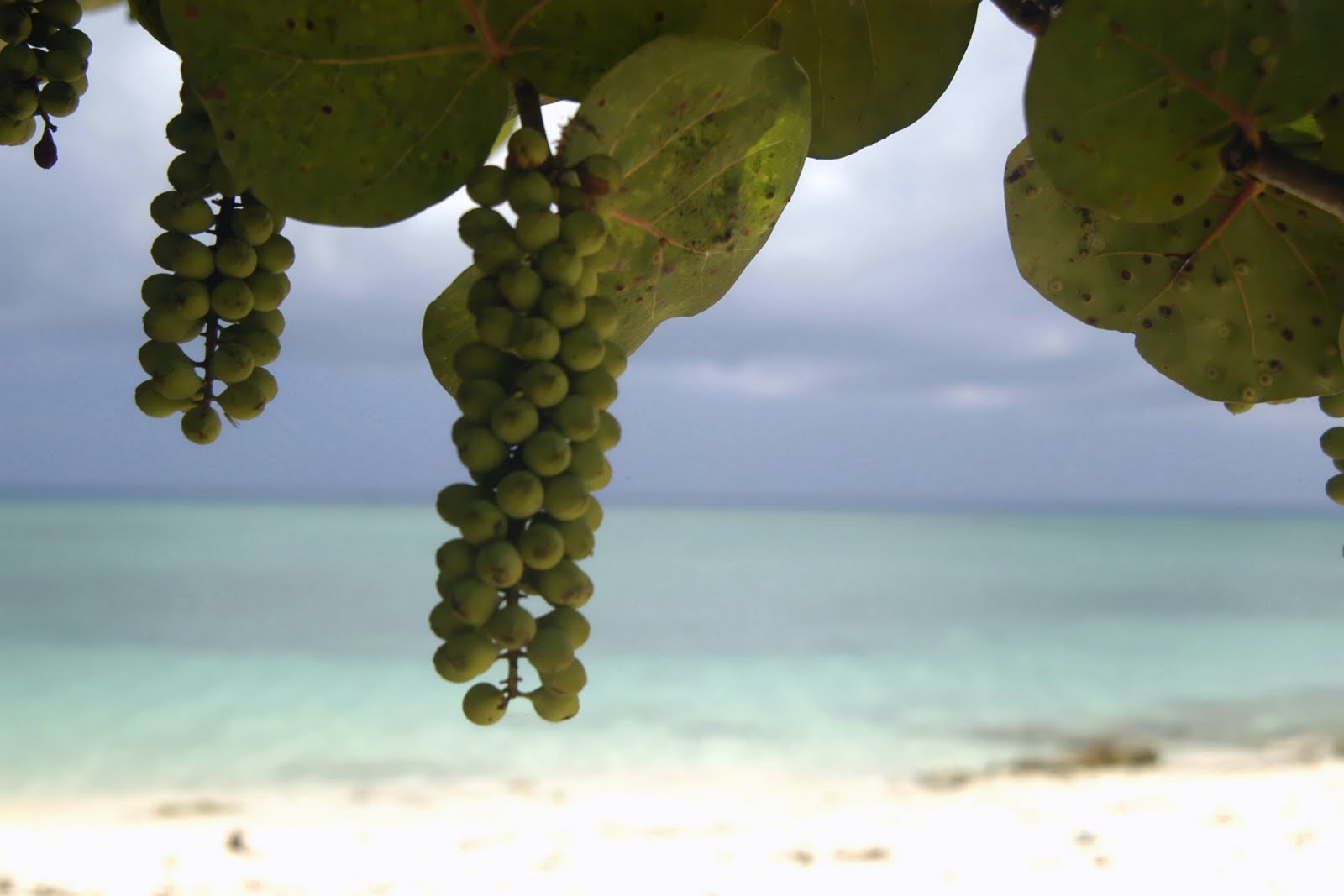 A photo a day... Sea Grapes