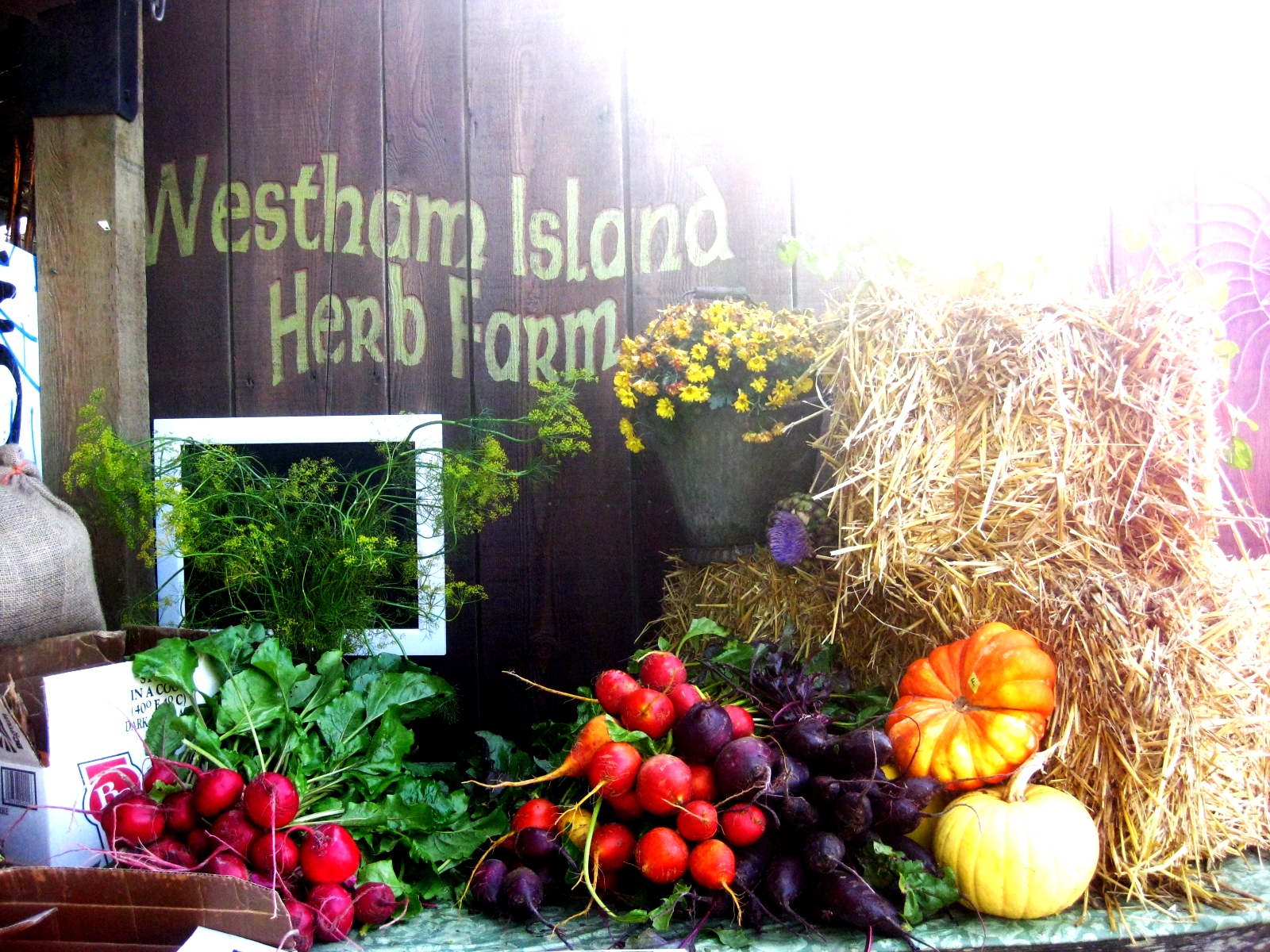 Hilltop Hausfrau Westham Island Herb Farm