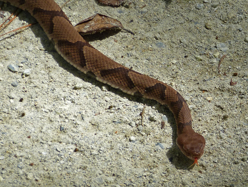 Life, Birding, Photos and Everything It's a Jungle Out There