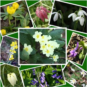 Spring Wildflowers