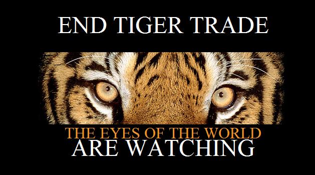 Реферат: Tiger Essay Research Paper TigerOn December 30