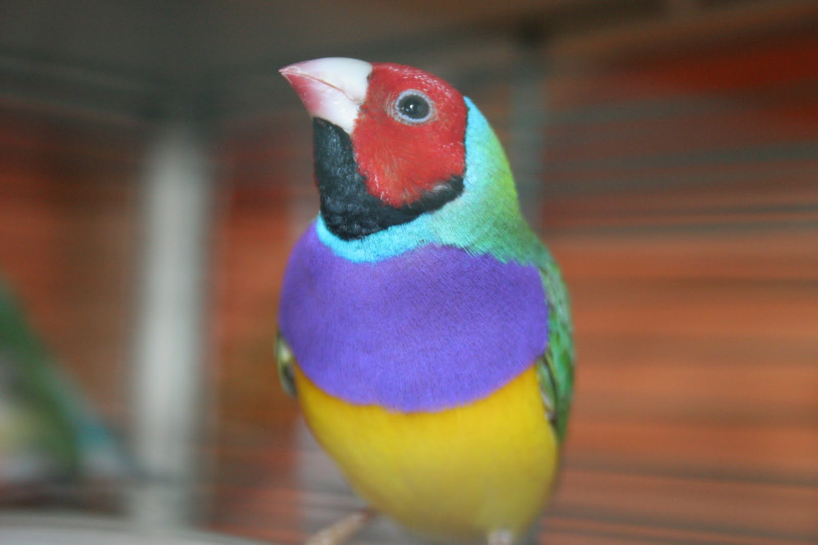 Rituska kreatív oldala Gould Amandína