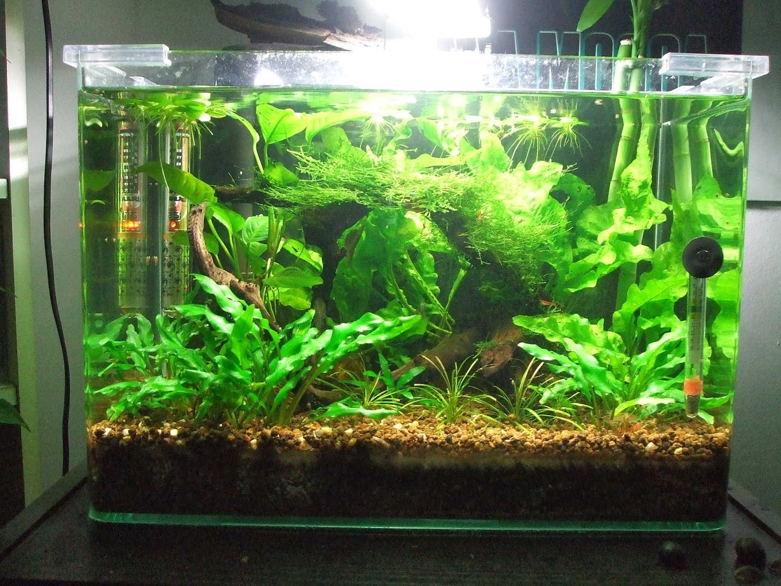 ArtigianAllo: Acquaristica