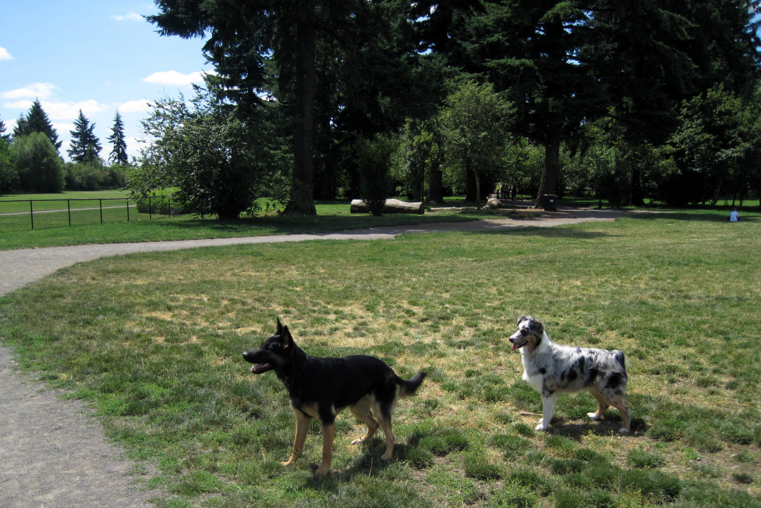 Stuff Saber Does Life of a FullTime German Shepherd Saber Reviews