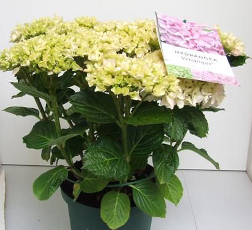 B&D Lilies Garden Blog Everlasting™ Hydrangeas Bloom all summer