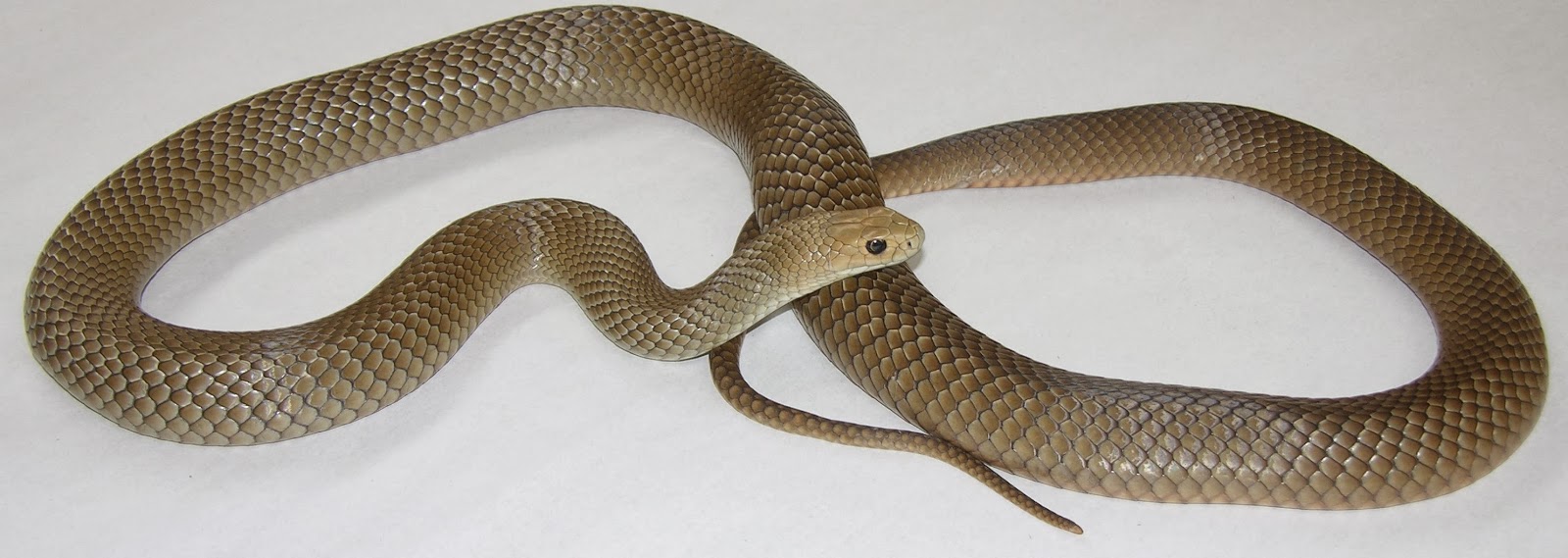 Aveek Blogs Eastern Brown Snake