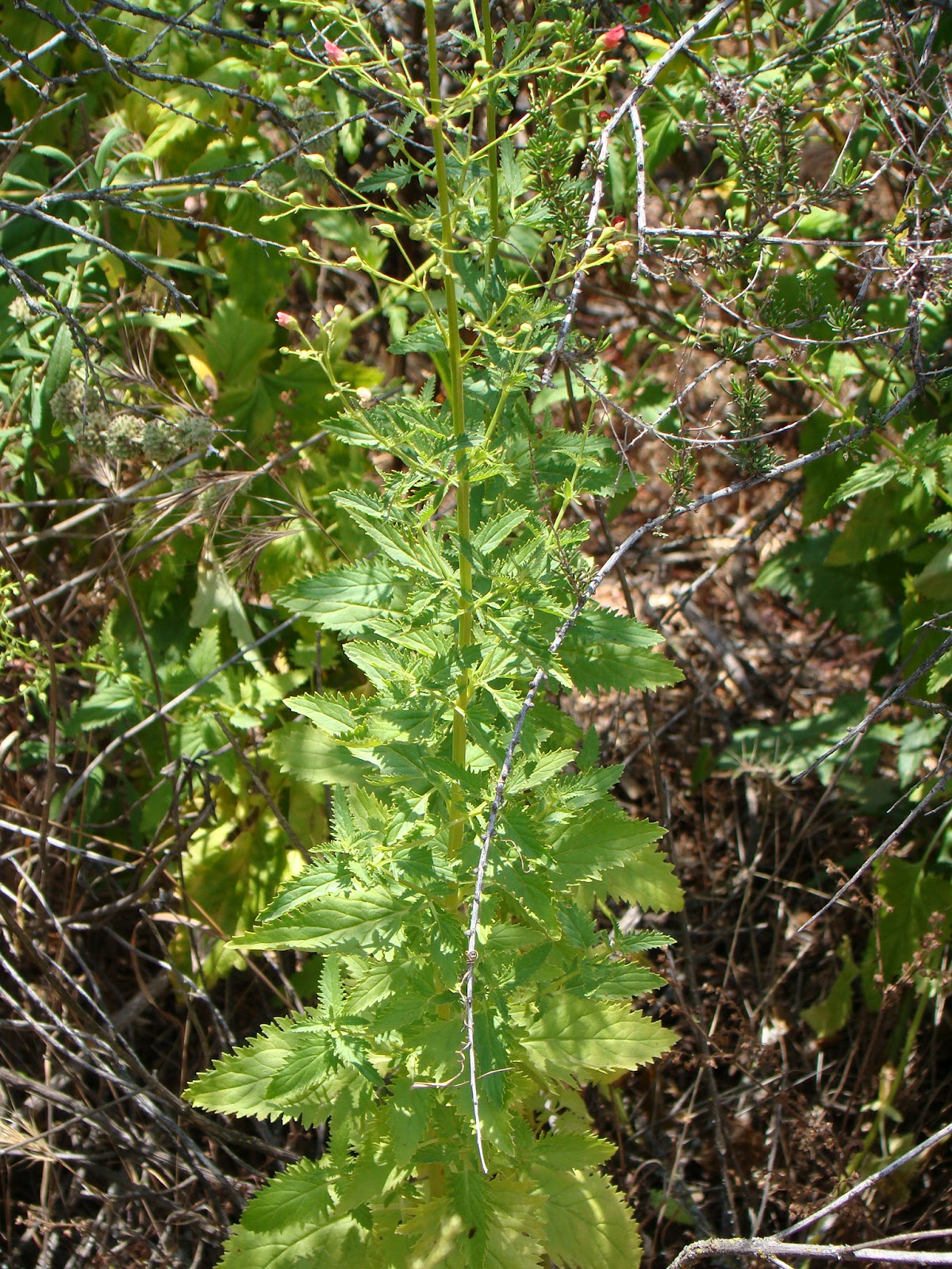 Leaves of Plants Figwort