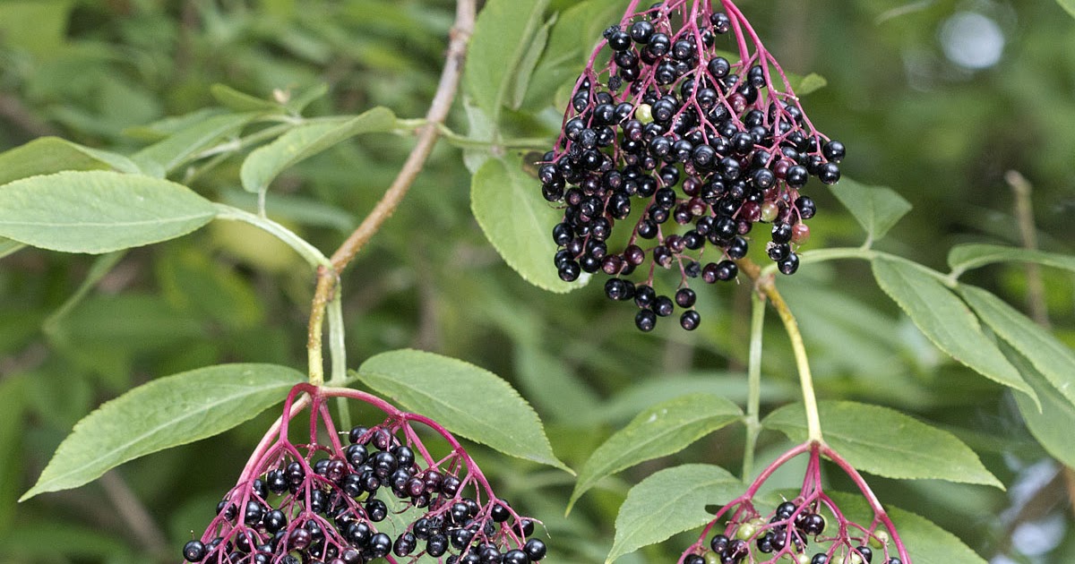 Elderberries Naturally