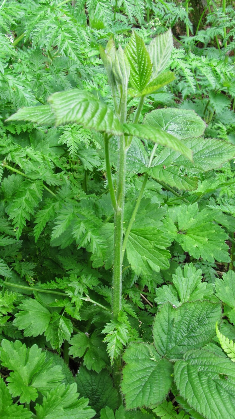 BUZZARD BUSHCRAFT Blackberry Shoots