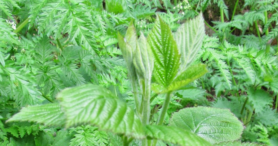 BUZZARD BUSHCRAFT Blackberry Shoots