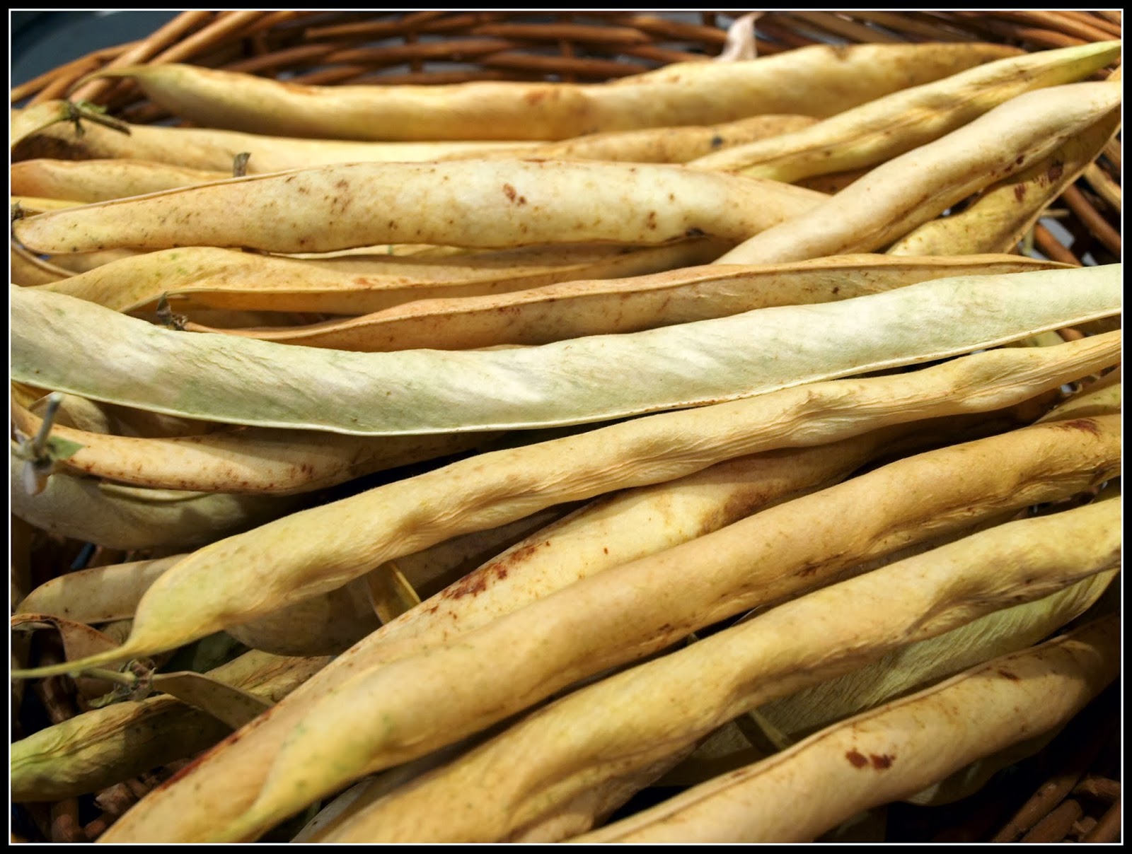 Mark's Veg Plot Shelling beans