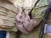 Sloth linne's two toed sloth amazon world gareth's birthday th june 