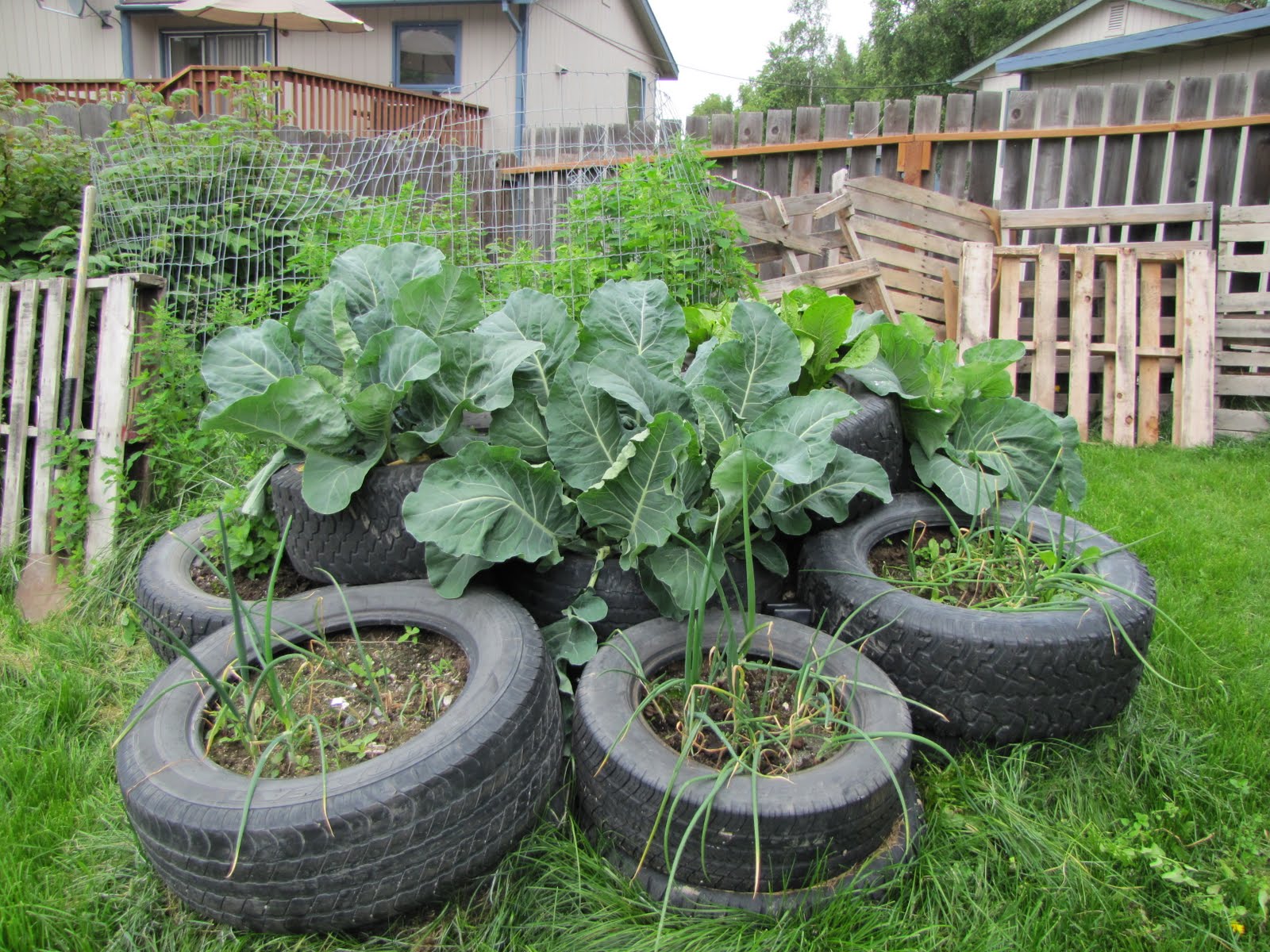 Vegans Living Off the Land Recycled (car/truck) Tire Gardens