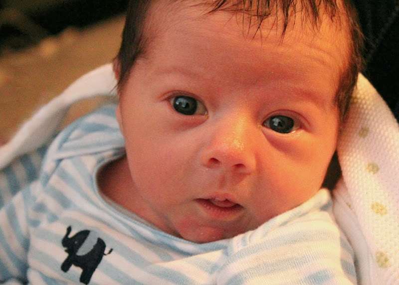 Newborn Pictures of Oliver Fox title=