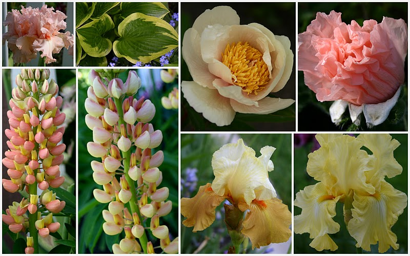 GARDENING BASICS "POOR SOIL = POOR FLOWERS Sowing the Seeds