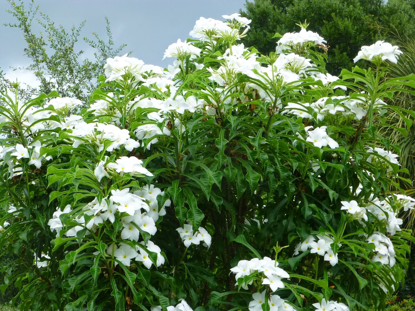 A Wonderful Dilemma Ramblings From A Desert Garden