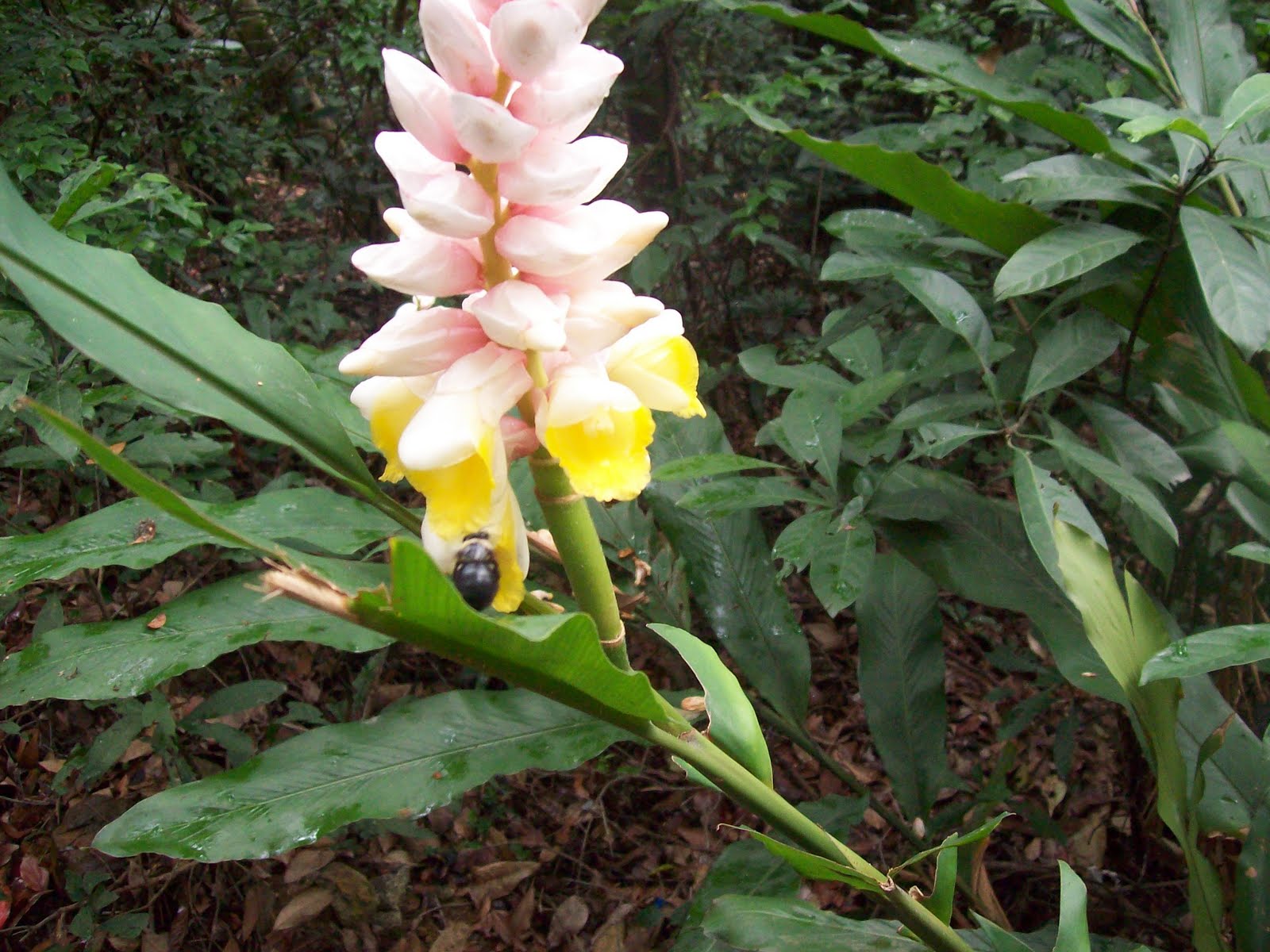 gardentropics Wild Flowers of Hong Kong