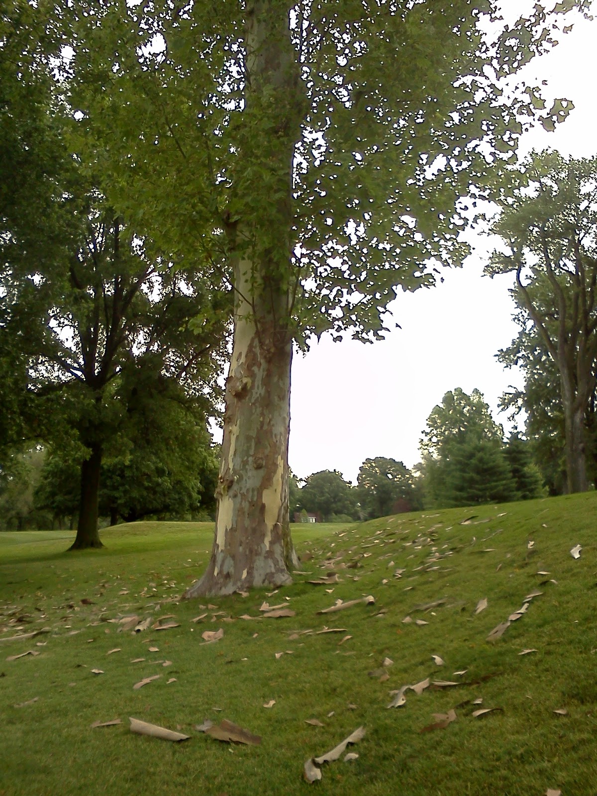 Glen Echo Country Club Golf Course Management Sycamores shedding bark