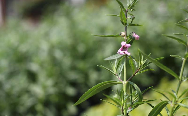 Angelonia Flowers Pictures