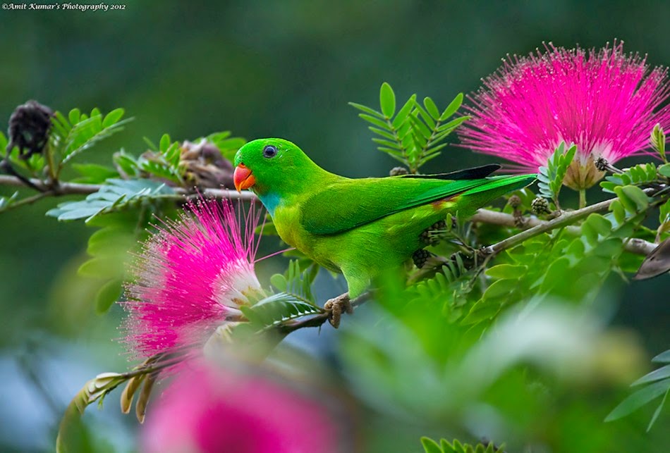 Nepal Top Flowers and Birds delivery Nepal Top Flowers and Birds delivery