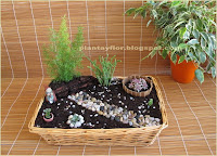 Mini jardines - imagen © plantayflor