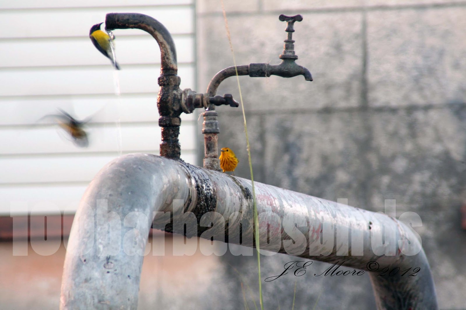 Barbados Yellow Warbler