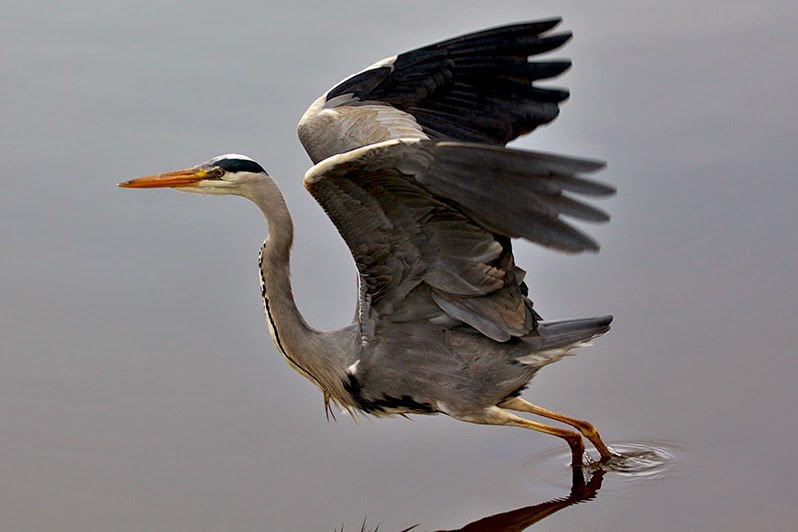 Fotos - Tiere - Tierfotos - Vogelfotos - Graureiher im Flug