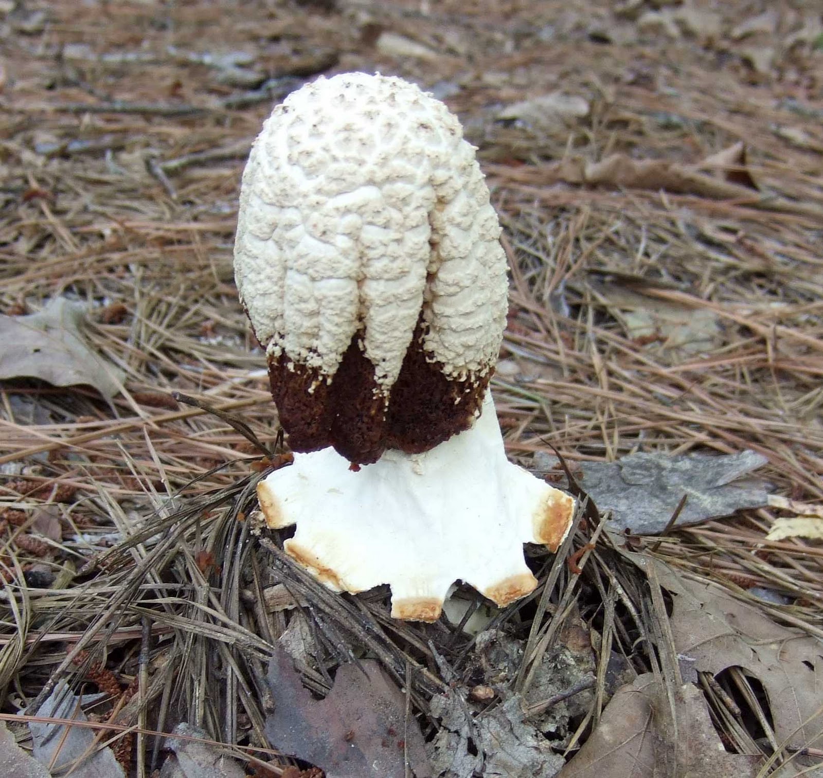 Using Native Plants The Magic of Mushrooms