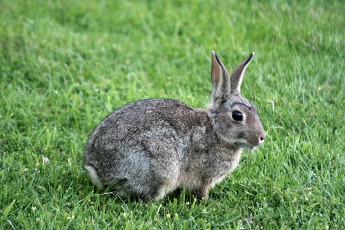 Myxomatosis In Rabbits Can Dogs Catch It Myxomatosis In Rabbits Can Dogs Catch It