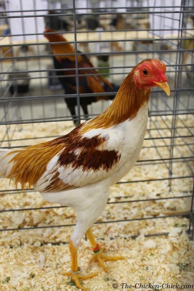 The Chicken Chick® Virtual Poultry Show! A Day at the Northeastern