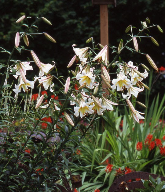 b d lilies garden blog lily review latest to bloom lilium speciosum b d lilies garden blog lily review latest to bloom lilium speciosum