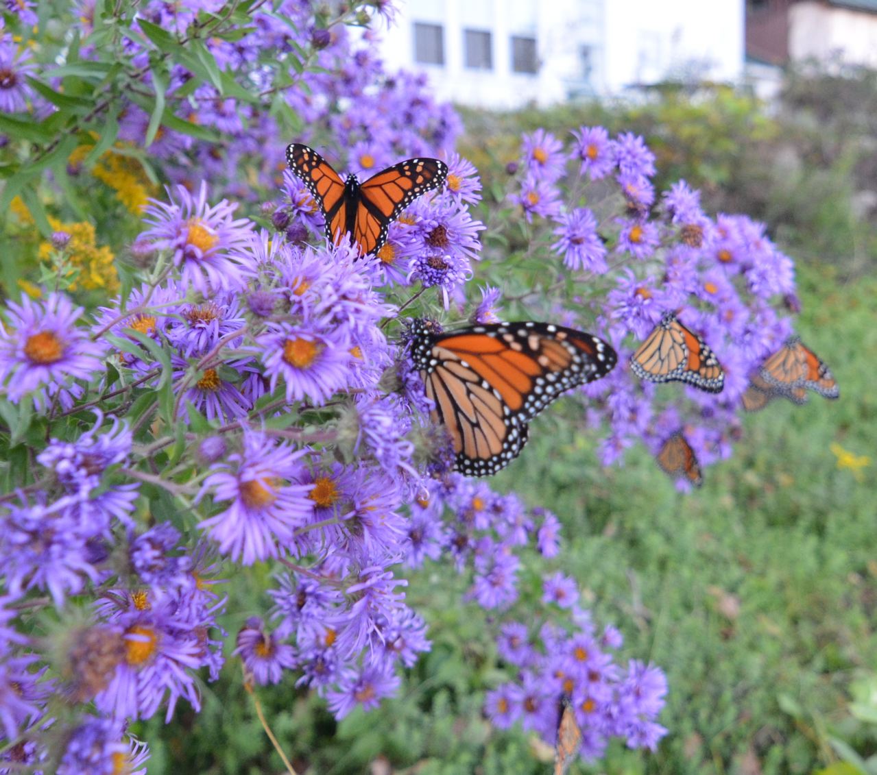 Flower Hill Farm BUTTERFLIES Of 2011 Favorite Monarchs Flower Hill