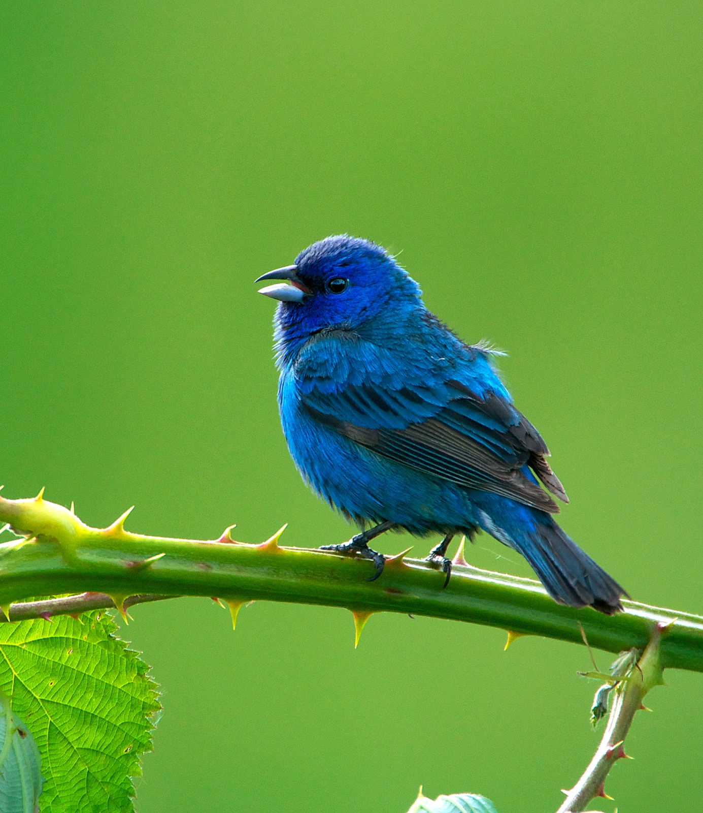 blue bunting bird blue bunting bird