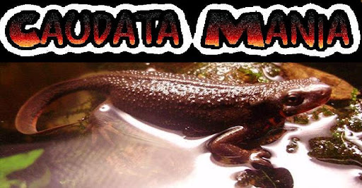 Caudata - Mania