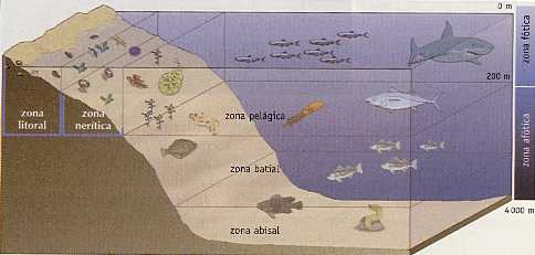 Mares y océanos: grandes ecosistemas, que albergan en sus aguas organismos vegetales y animales.