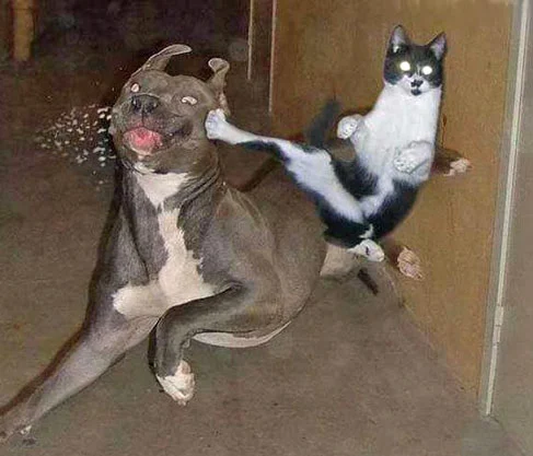KUNG FU CAT PICTURE