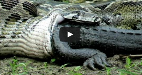 Anaconda se come a un cocodrilo ~ News Reales Anaconda se come a un cocodrilo ~ News Reales